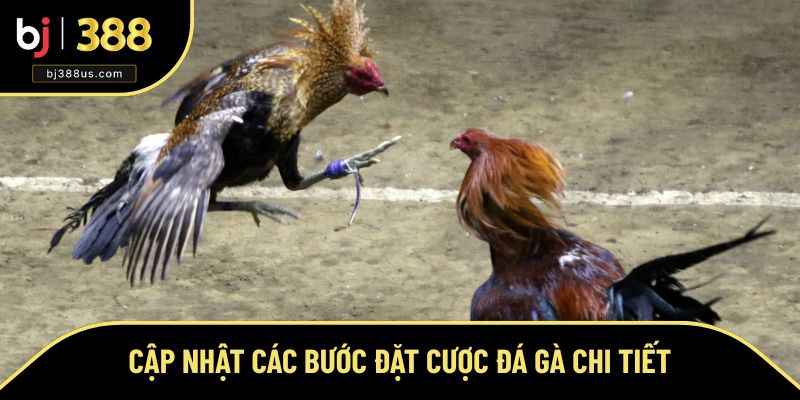 Cách đặt cược đá gà online cho người mới