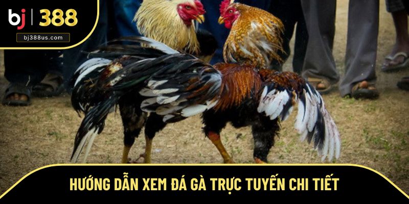 Cập nhật hướng dẫn xem đá gà trực tuyến Cập nhật hướng dẫn xem đá gà trực tuyến