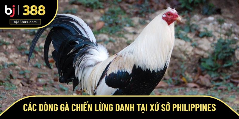 Các dòng gà chiến nổi tiếng tại đấu trường đá gà Philippines Các dòng gà chiến nổi tiếng tại đấu trường đá gà Philippines