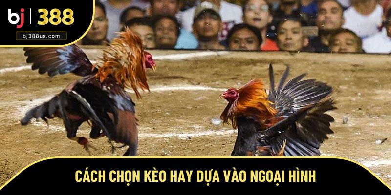 Cách chọn kèo đá gà online dựa vào ngoại hình Cách chọn kèo đá gà online dựa vào ngoại hình