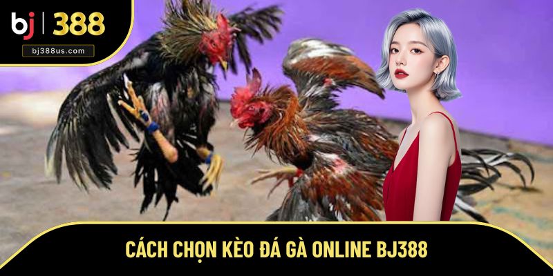 Cách Chọn Kèo Đá Gà Online BJ388 - Bật Mí Những Quy Tắc Hay