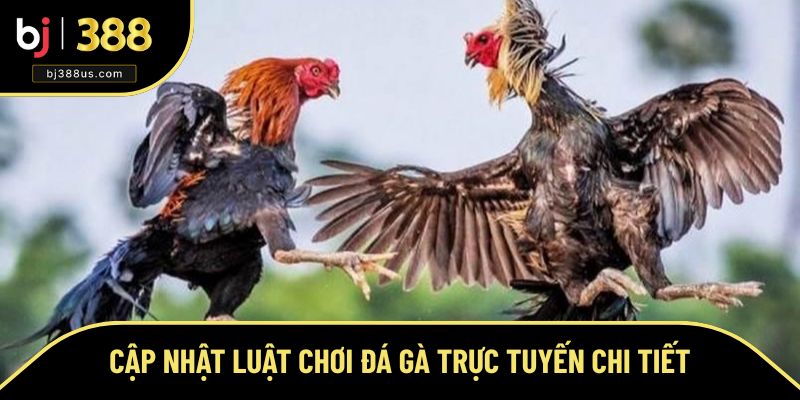 Cập nhật luật chơi đá gà trực tuyến chi tiết Cập nhật luật chơi đá gà trực tuyến chi tiết