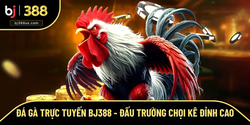 Đá Gà Trực Tuyến BJ388 - Đấu Trường Chọi Kê Đỉnh Cao