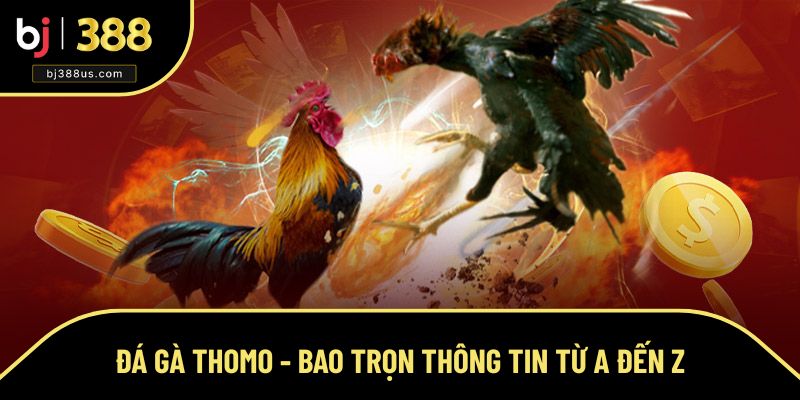 Đá gà Thomo và thông tin tổng hợp xung quanh Đá gà Thomo và thông tin tổng hợp xung quanh