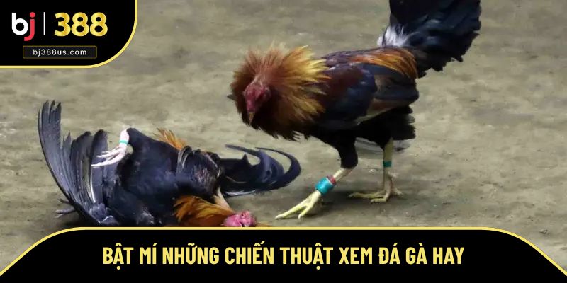 Bật mí mẹo xem đá gà trực tuyến hay Bật mí mẹo xem đá gà trực tuyến hay