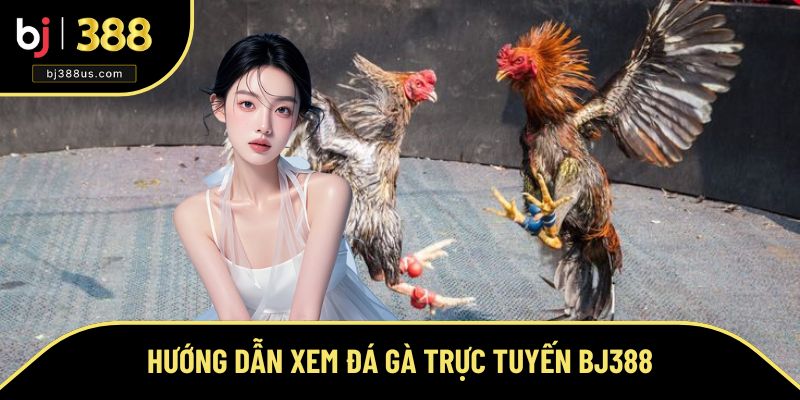 Hướng Dẫn Xem Đá Gà Trực Tuyến BJ388 - Cá Cược Online Cực Hot