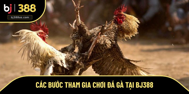 Các bước tham gia chơi đá gà trực tuyến