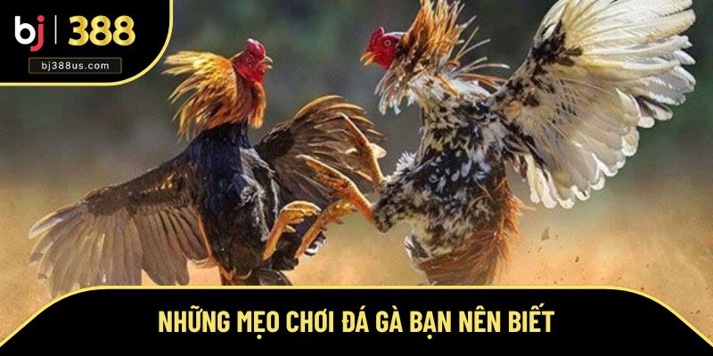 Mẹo chơi đá gà hữu ích nhất Mẹo chơi đá gà hữu ích nhất