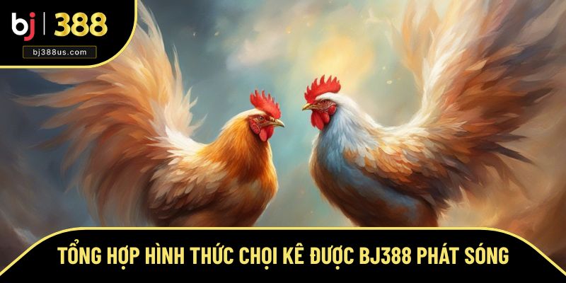 Tổng hợp hình thức chọi kê được BJ388 phát sóng Tổng hợp hình thức chọi kê được BJ388 phát sóng